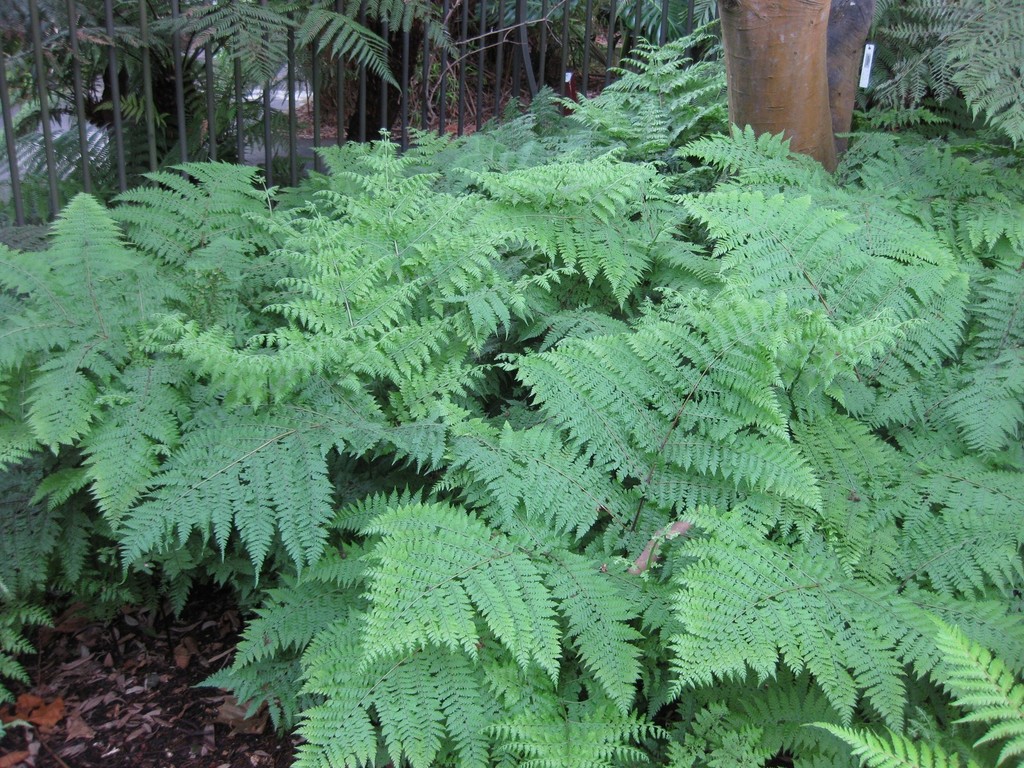 Lacy ground fern