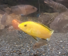 Labidochromis caeruleus