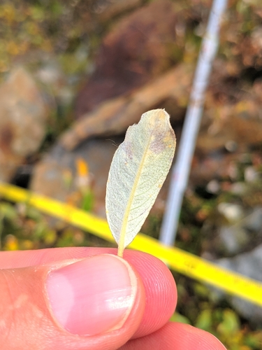 Image of Salix helvetica by (c) Denys Vynokurov, some rights reserved (CC BY)