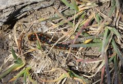 Eriogaster arbusculae