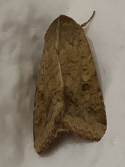 Helicoverpa armigera