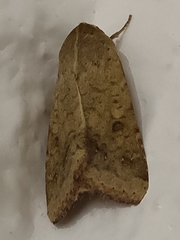 Helicoverpa armigera