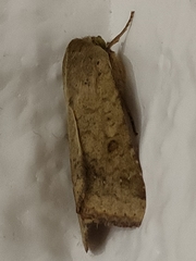 Helicoverpa armigera