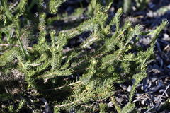 Serruria trilopha