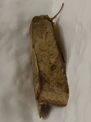 Helicoverpa armigera