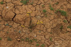 Senecio cardaminifolius