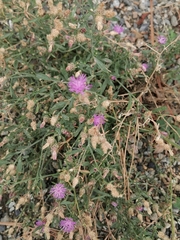 Centaurea ×psammogena