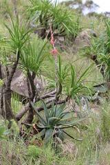 Aloe thorncroftii