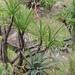 Aloe thorncroftii - Photo (c) Brian du Preez, algunos derechos reservados (CC BY-SA), subido por Brian du Preez