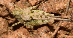 Paratettix meridionalis