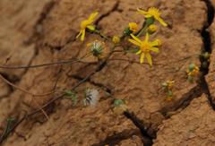 Senecio cardaminifolius