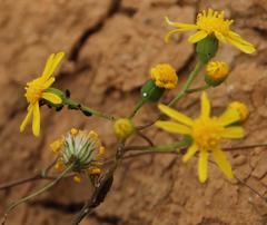 Senecio cardaminifolius