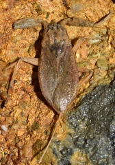 Nepa cinerea