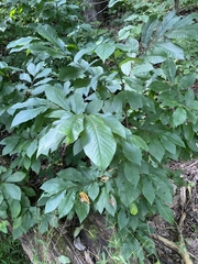 Asimina triloba