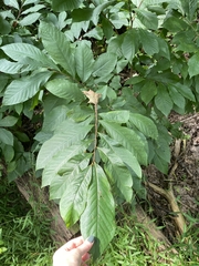 Asimina triloba