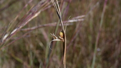 Scleria pauciflora