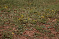 Senecio cardaminifolius