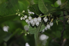 Lyonia villosa