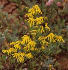 Senecio cardaminifolius
