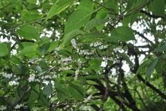 Lyonia villosa