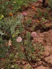 Lasiospermum brachyglossum