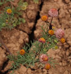 Lasiospermum brachyglossum