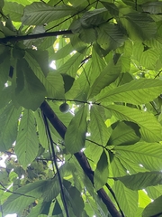 Asimina triloba