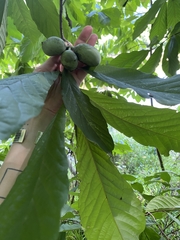 Asimina triloba
