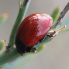 Chrysolina lutea