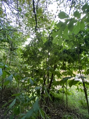 Asimina triloba