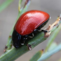 Chrysolina lutea
