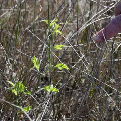 Asparagus asparagoides