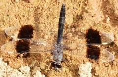 Brachythemis impartita