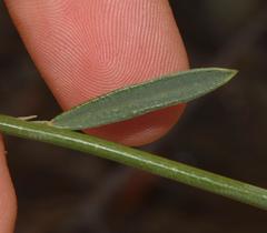 Psoralea axillaris