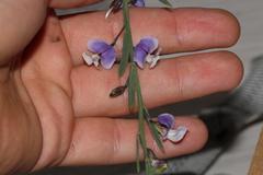 Psoralea axillaris