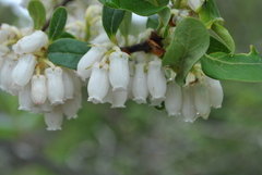 Lyonia villosa