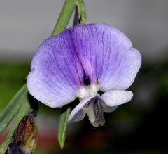 Psoralea axillaris