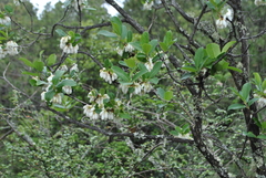 Lyonia villosa