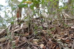 Galium bermudense