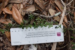 Galium bermudense