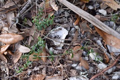 Galium bermudense