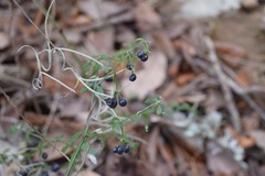 Galium bermudense