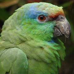 Festive Amazon photo 3