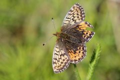 Boloria alaskensis