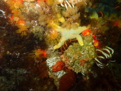 Callopatiria formosa