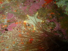 Callopatiria formosa