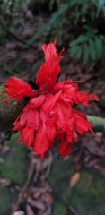Brownea coccinea
