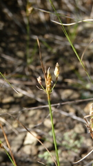 Fimbristylis annua