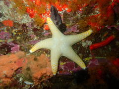 Callopatiria formosa