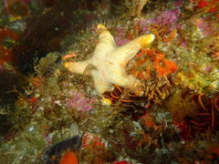 Callopatiria formosa